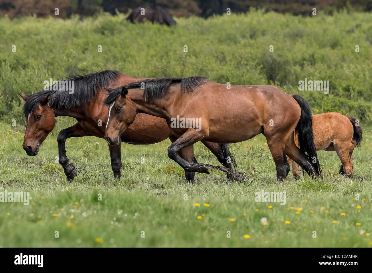 Wild/feral horses live in the Rocky Mountains of Canada in the province