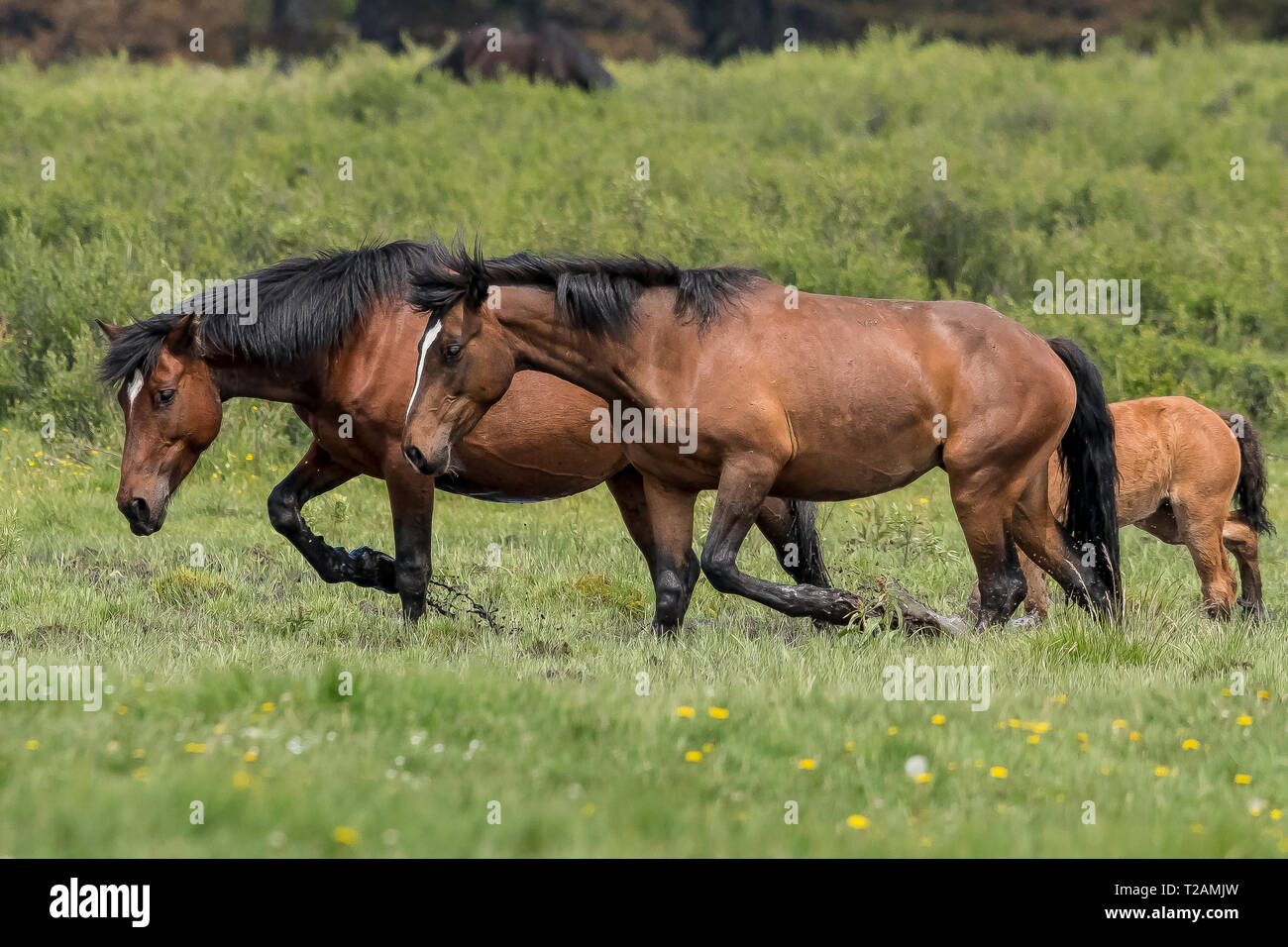 Wild/feral horses live in the Rocky Mountains of Canada in the province