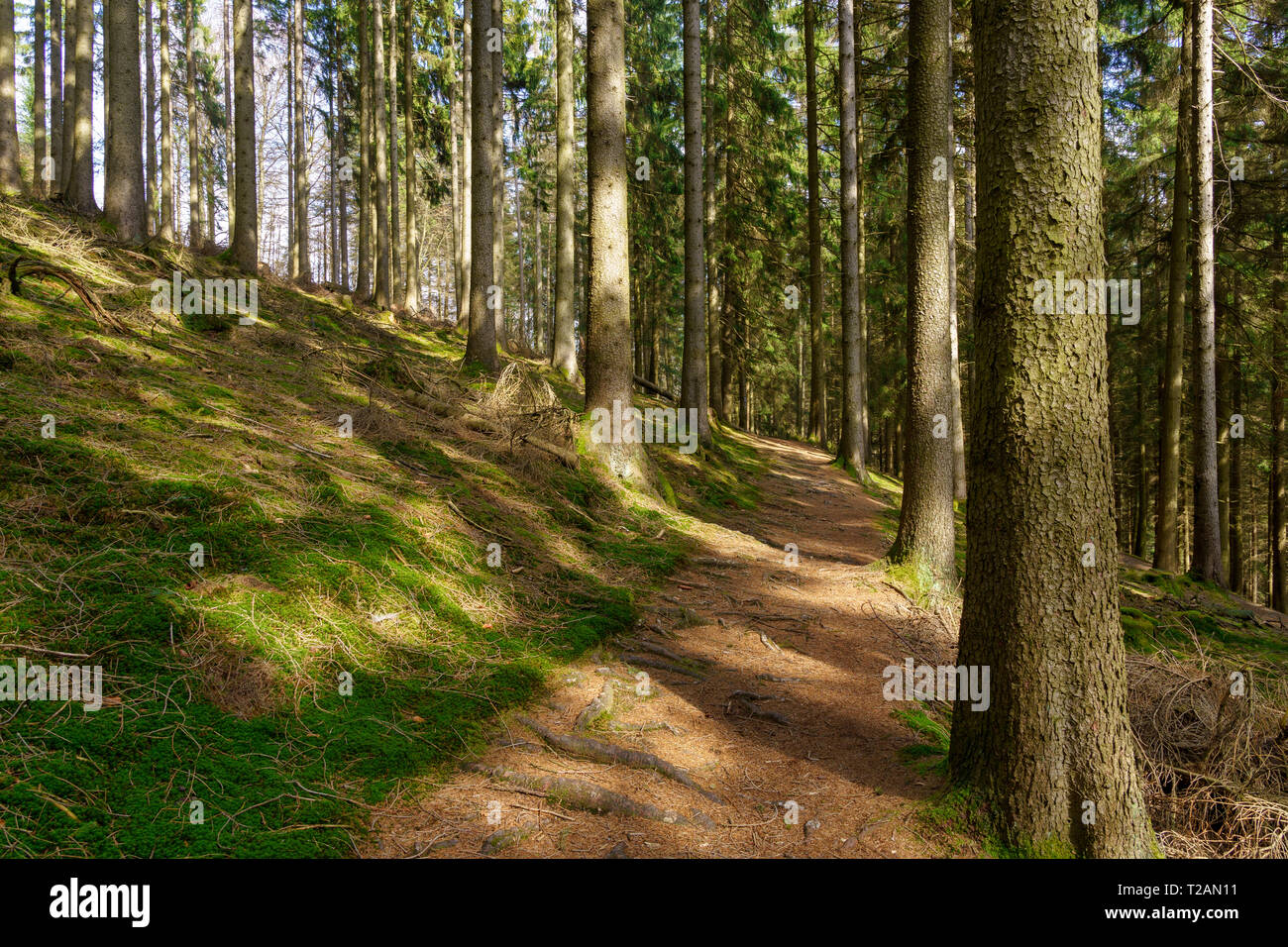 Idyllic forest path with roots and lots of moss on the ground and sunbeams between tall firs in Bestwig, Sauerland, Germany Stock Photo
