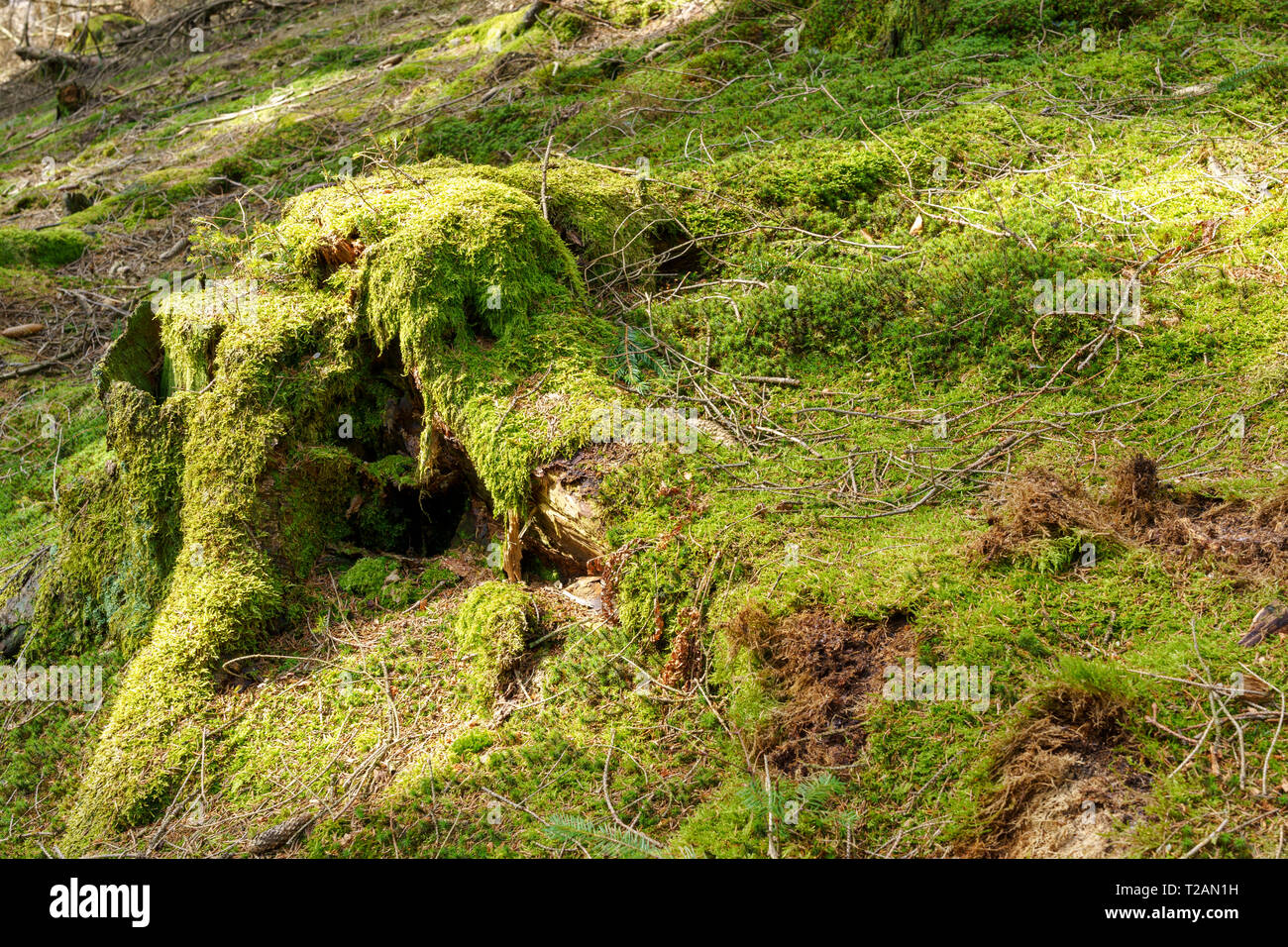 Mossy tree trunk with sunbeams on mossy ground in Bestwig, Sauerland, Germany Stock Photo