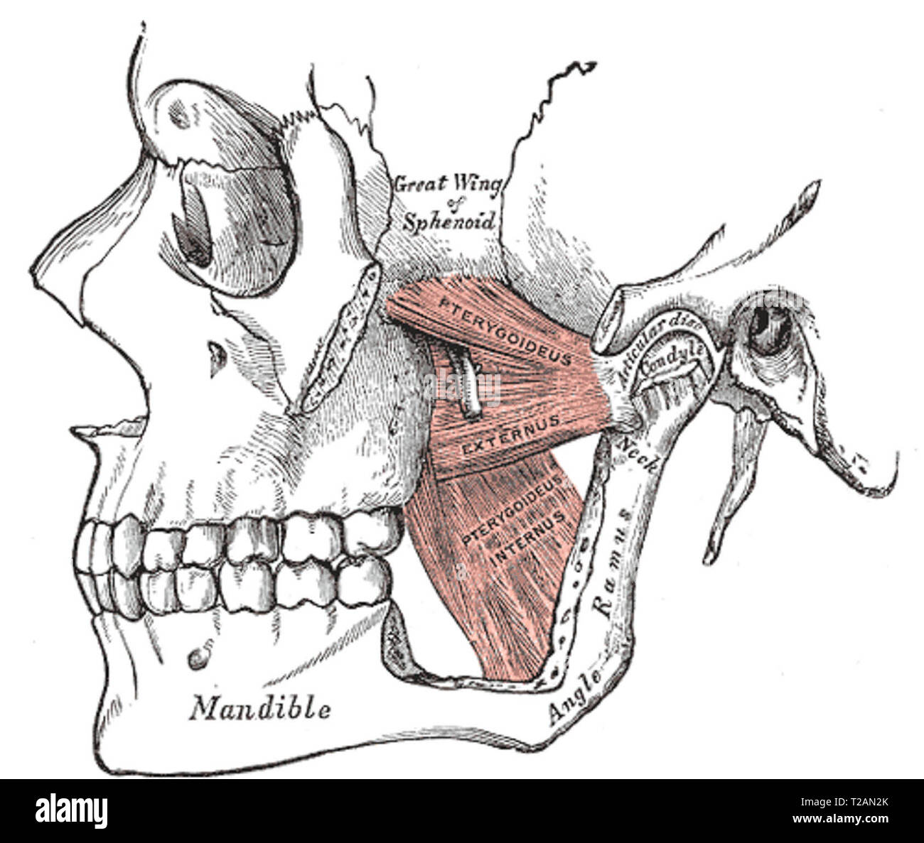 Ramus Of Mandible High Resolution Stock Photography and Images Alamy