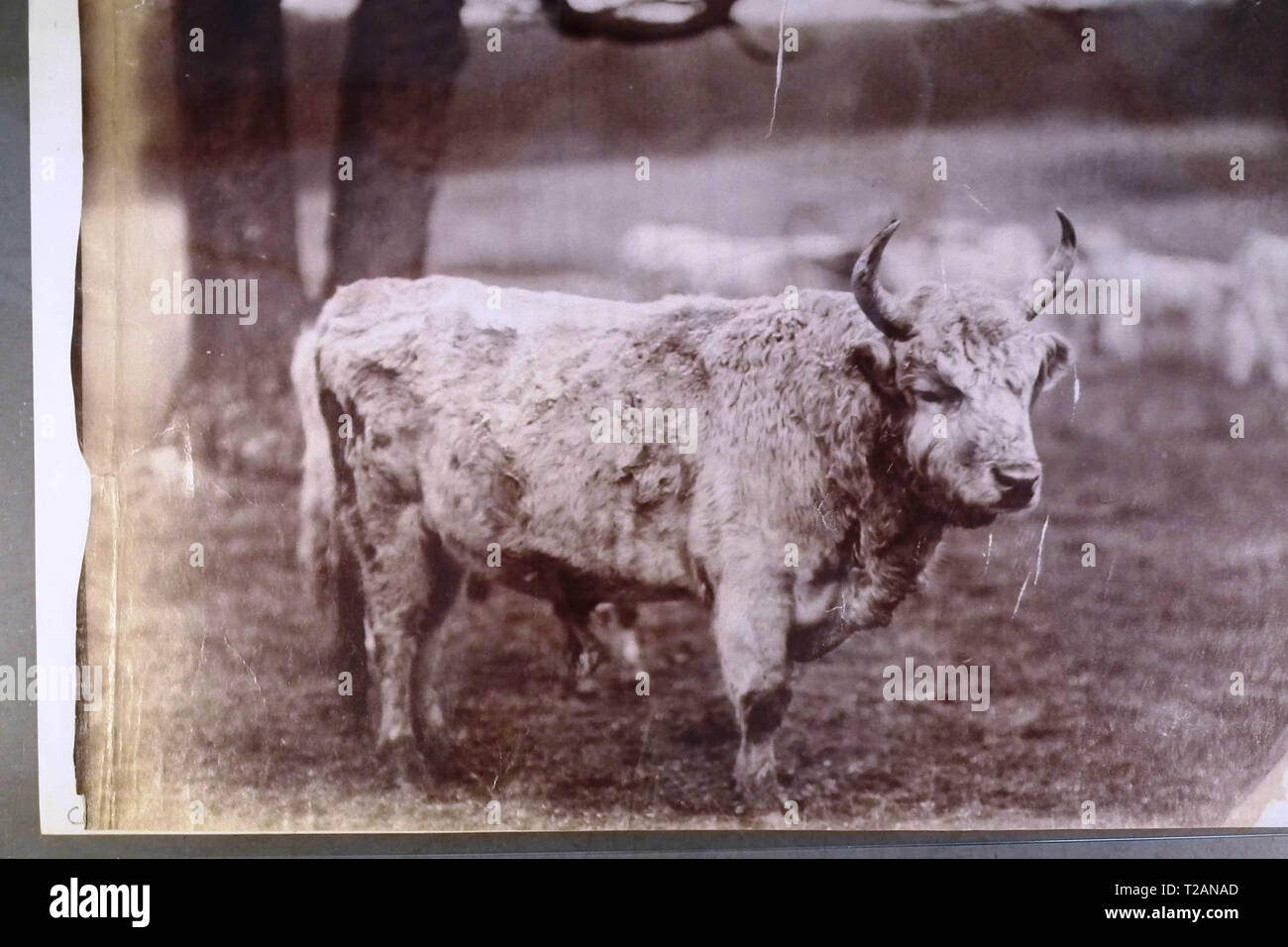 Wild cattle of Chillingham - Photograph c1890 Stock Photo