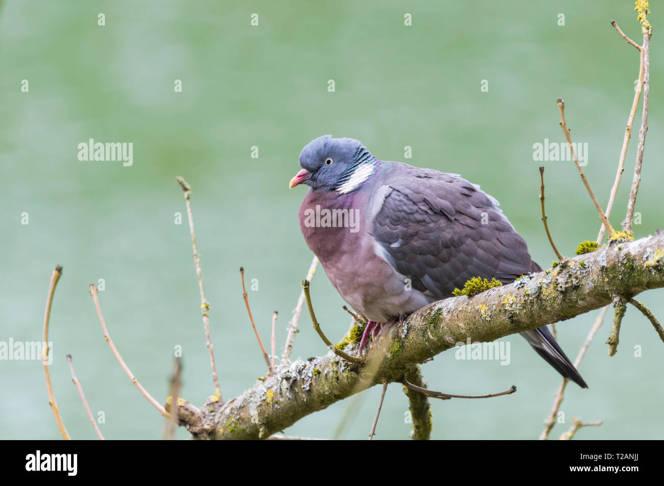 Side view of a Wood pigeon (Columba palumbus) perched in a tree in early Spring in West Sussex, UK. Woodpigeon perching on a branch. Stock Photo