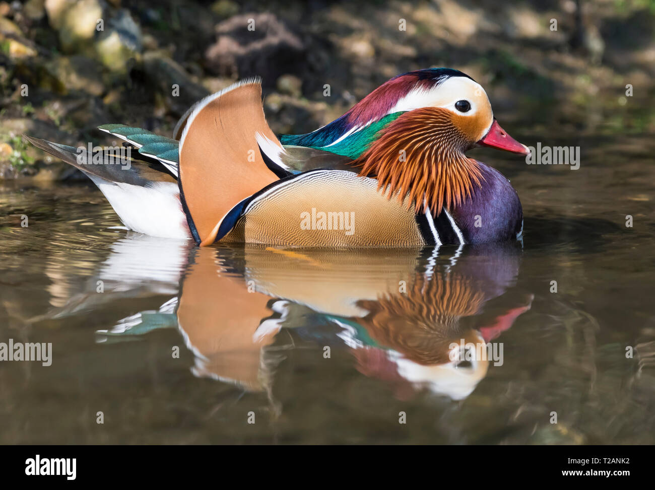 Side view of a Drake Mandarin Duck (Aix galericulata) in water in Spring in West Sussex, UK. Stock Photo