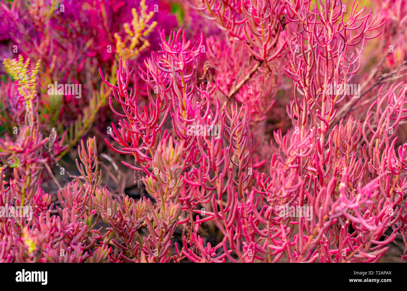 Seablite (Sueda maritima) growth in acid soil. Acid soil indicator plants. Pink Seablite. Acid loving plants. Valentine's day background. Exotic plant Stock Photo