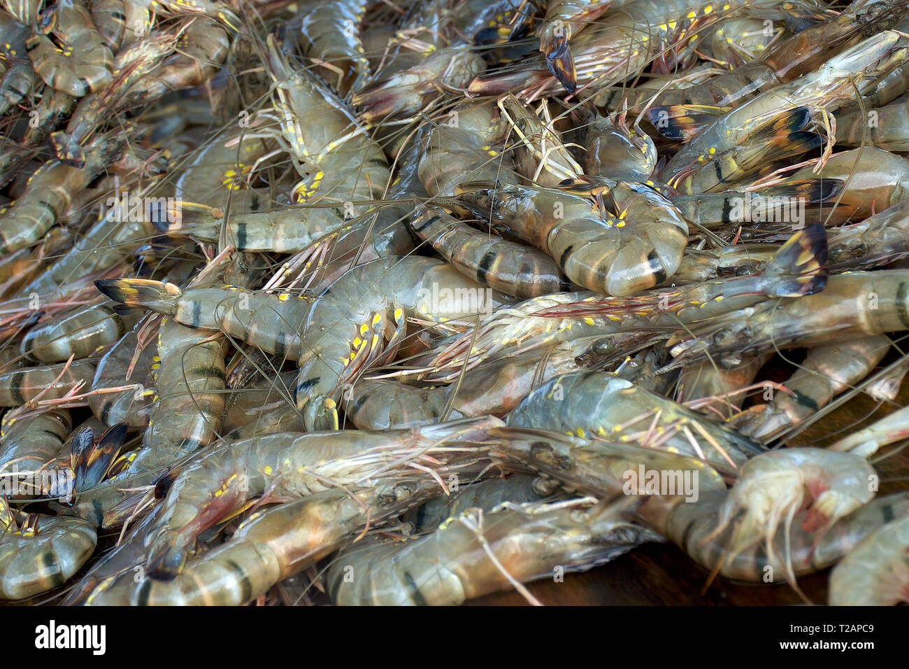 Fresh tiger raw prawns, close up. Seafood product sell on market Stock