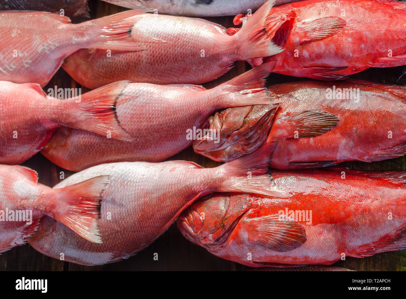Coral trout (Plectropomus leopardus and P. laevis), or Queen snapper. Row of shining red fish close up. Background of fresh fish on the Asians street  Stock Photo