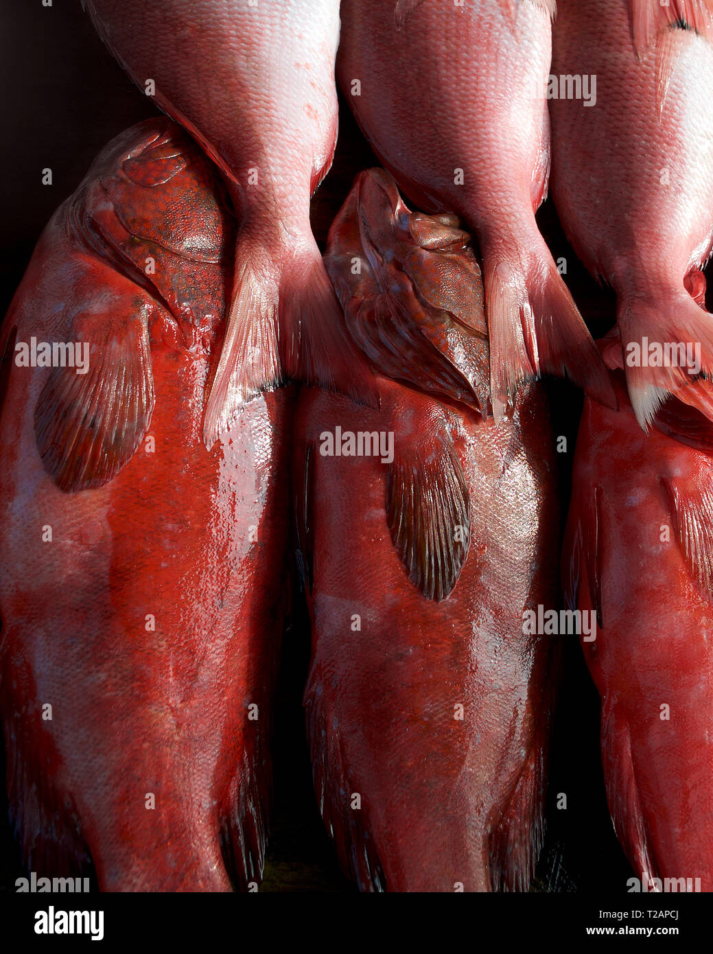 Coral trout (Plectropomus leopardus and P. laevis), or Queen snapper. Shining red fish close up. Fish background in dark colors. Vertical photo. Stock Photo