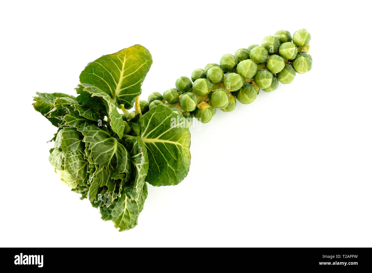 Closeup of a brussels sprouts on stalk with head and leaves isolated on white background. Stock Photo