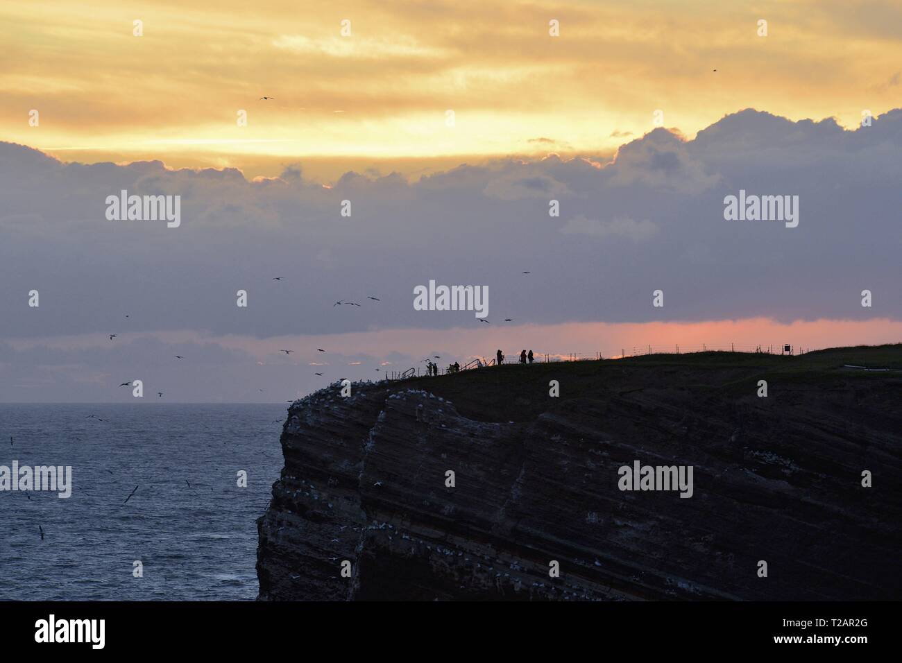 Heligoland's cliff edge with marine birds and birdwatchers under the colourful sky during sunset, 26 June 2017 | usage worldwide Stock Photo