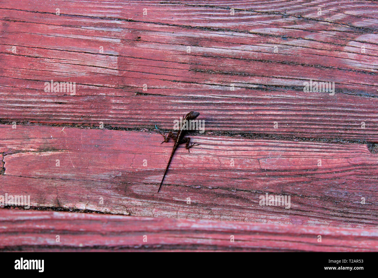 Small lizzard on red wood in Puerto Rico Stock Photo
