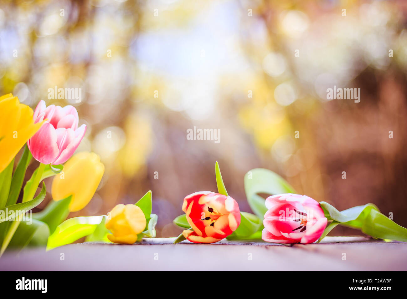 Spring flowers (tulips) are lying on a rustic wood table, garden in the ...