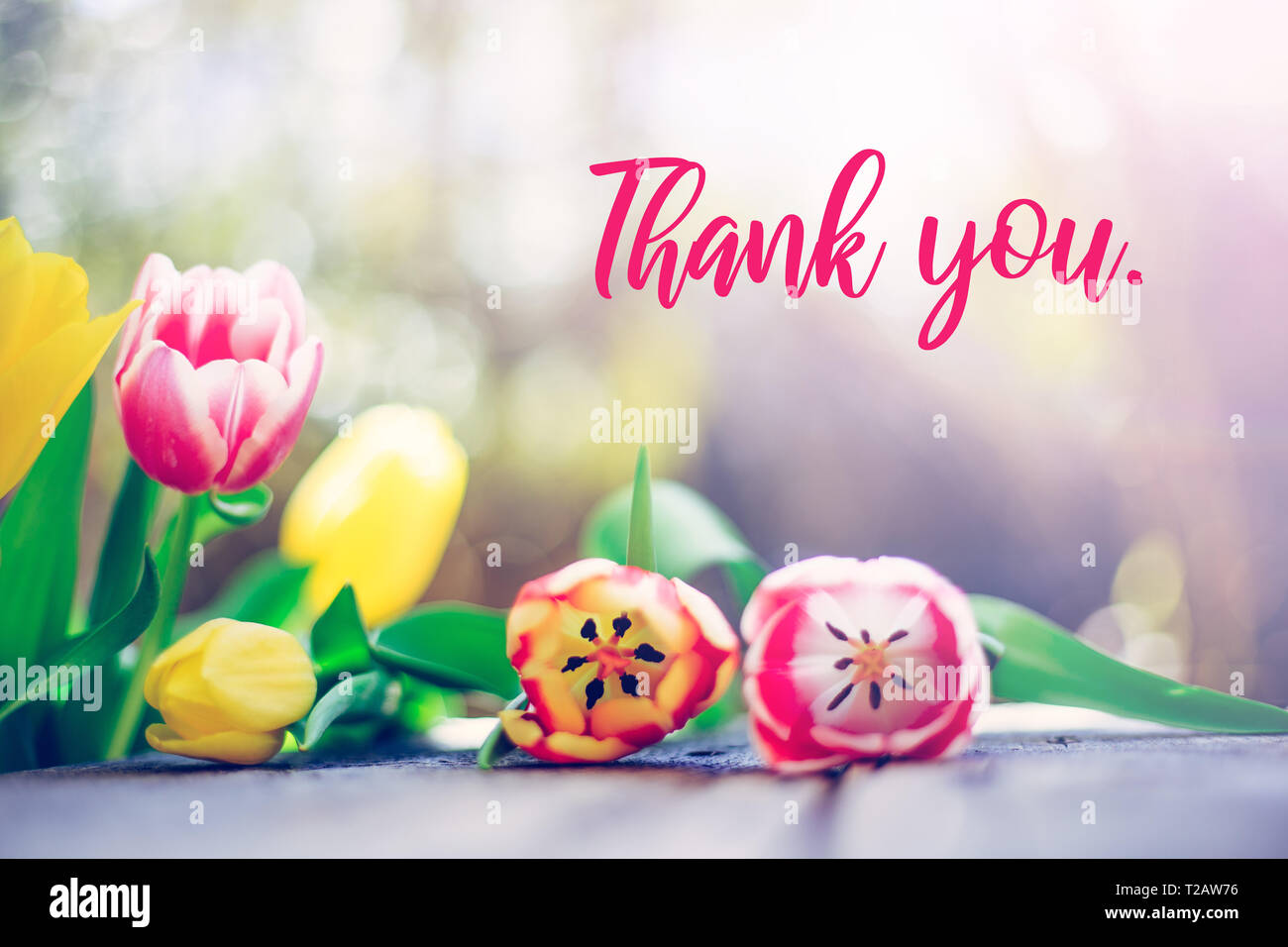 Thank you: Spring flowers (tulips) are lying on a rustic wood table, garden  in the blurry background, “Thank you” Stock Photo - Alamy