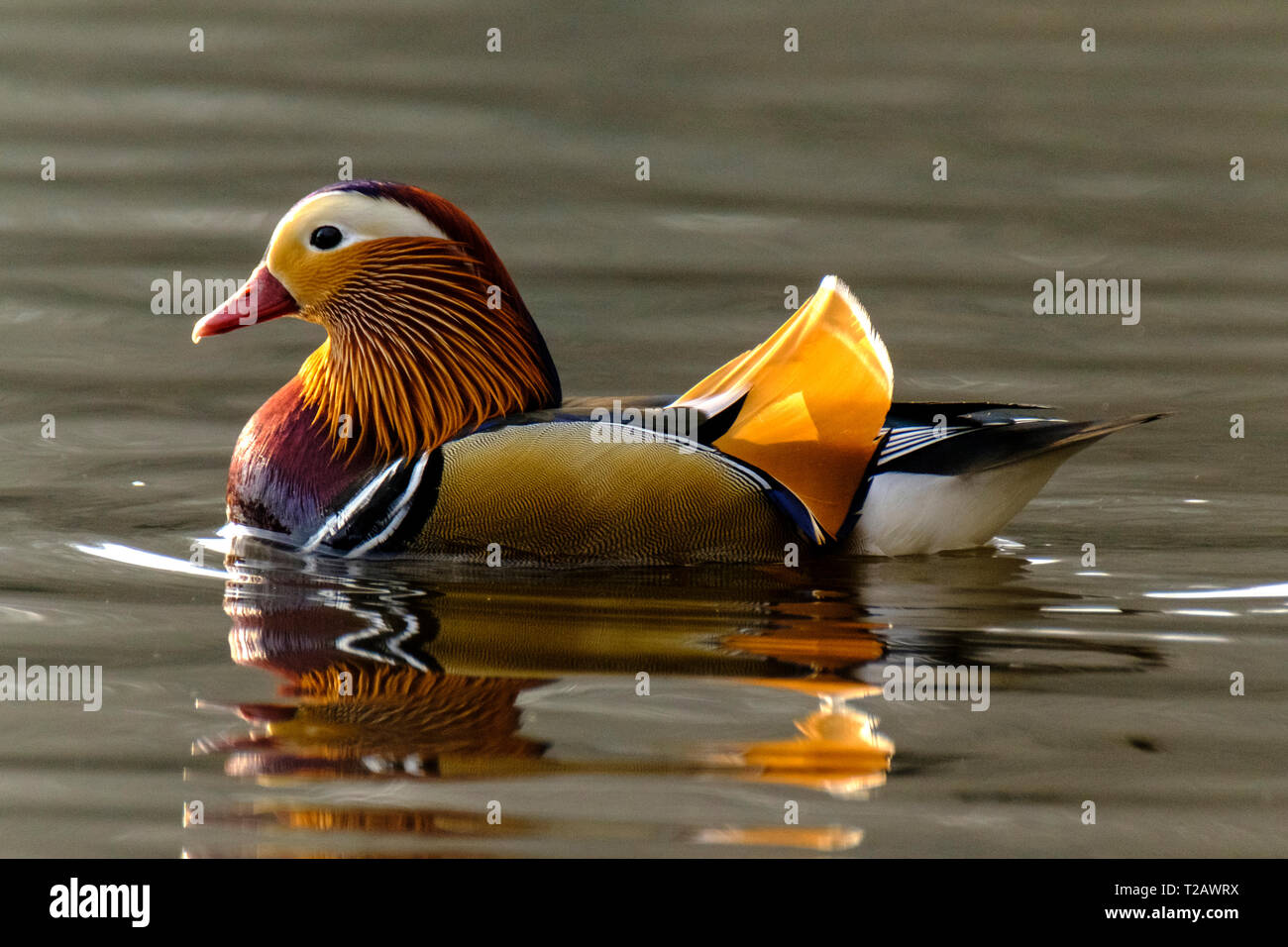 A Mandarin Duck on a pond in the New forest Hampshire UK. Stock Photo