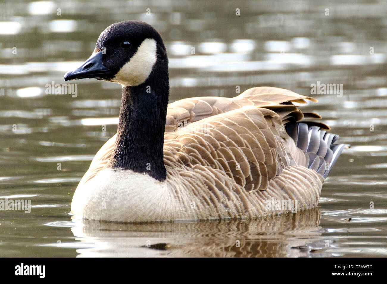 Canad Goose on a pond in the New Forest Hampshire UK Stock Photo