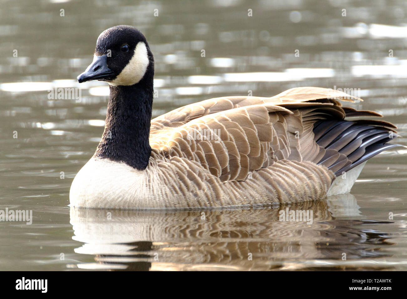 Canad Goose on a pond in the New Forest Hampshire UK Stock Photo