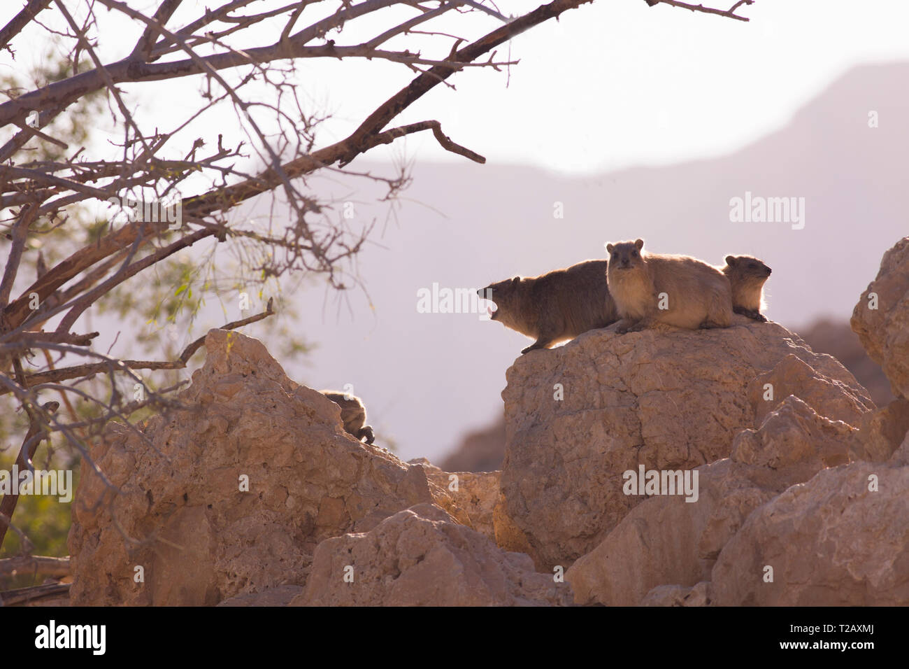 Rock Hyrax, (Procavia capensis). Photographed in Israel, Judean Desert, In January Stock Photo