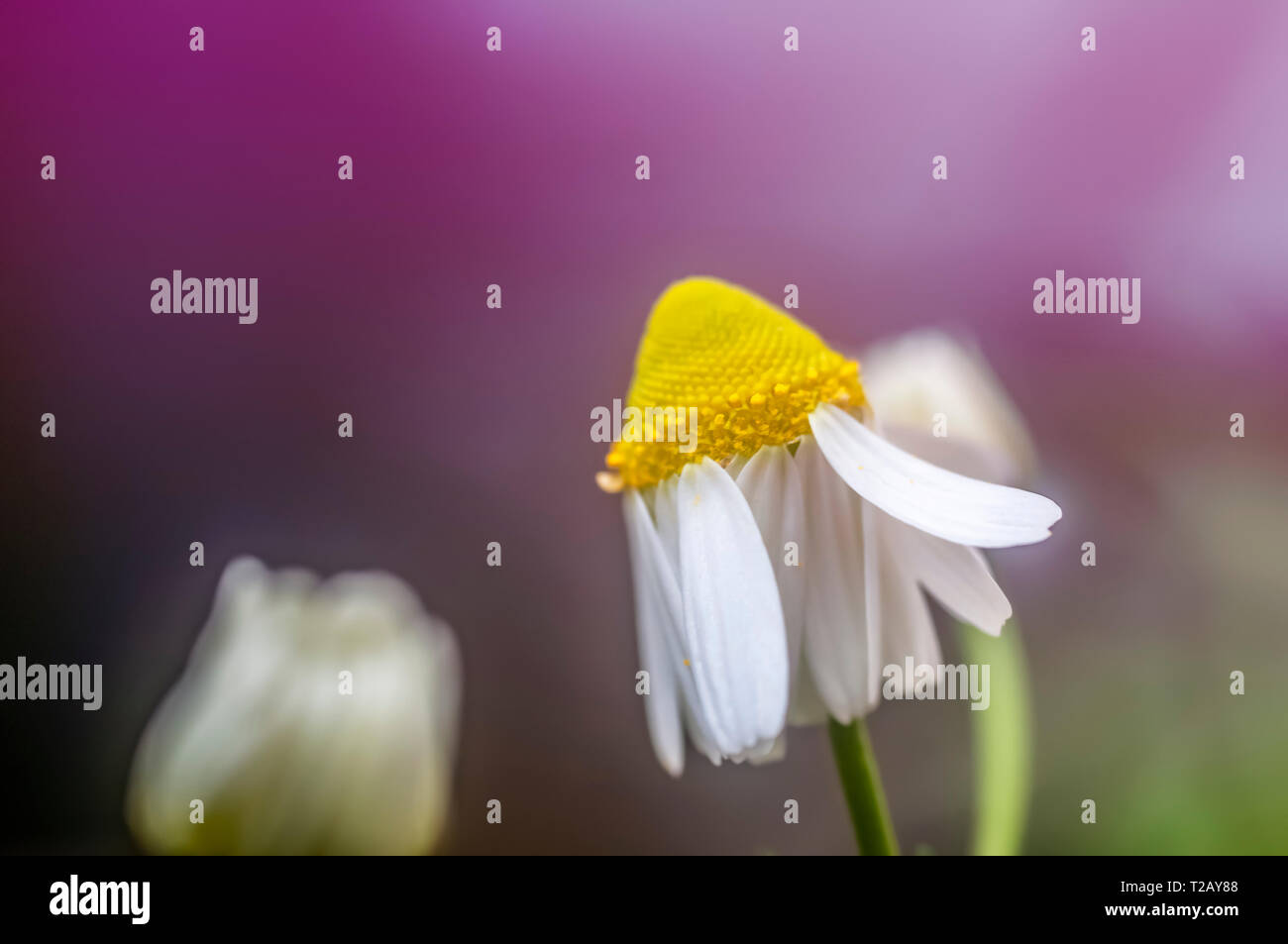 Flowering common chamomile (Anthemis cotula) plant. Photographed in Israel in spring in March Stock Photo
