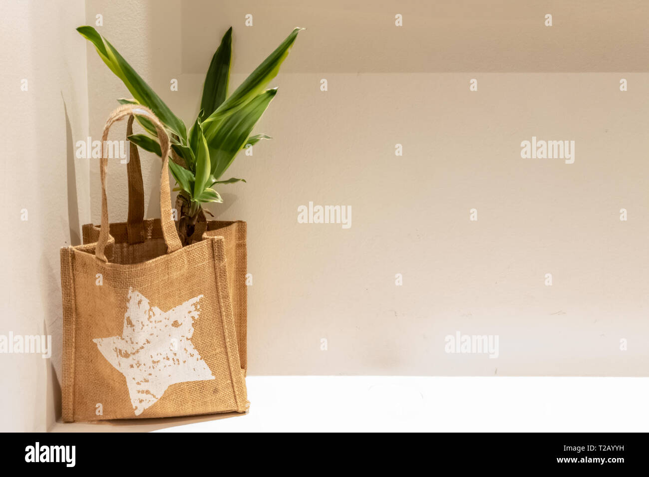 Green Office Plant In A Nature Eco Burlap Brown Bag With A