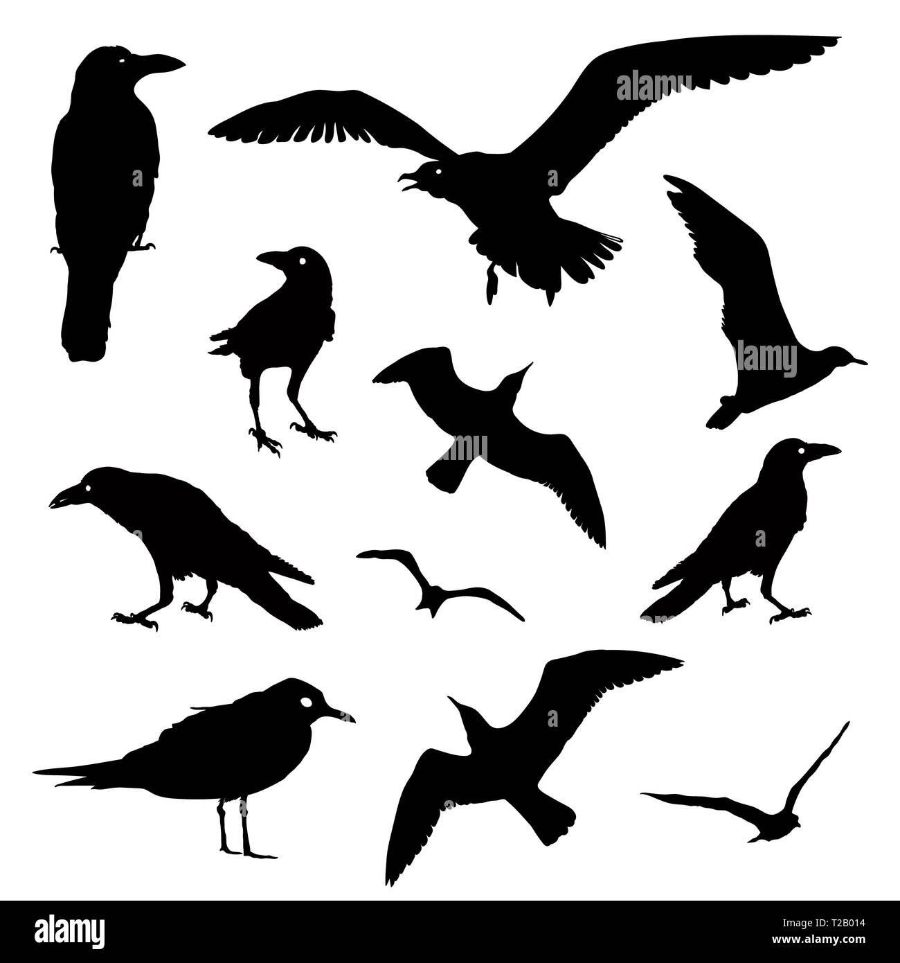 Collection of Bird Silhouettes. Rook, Raven, Seagull isolated on white. Flying and staying. Stock Photo