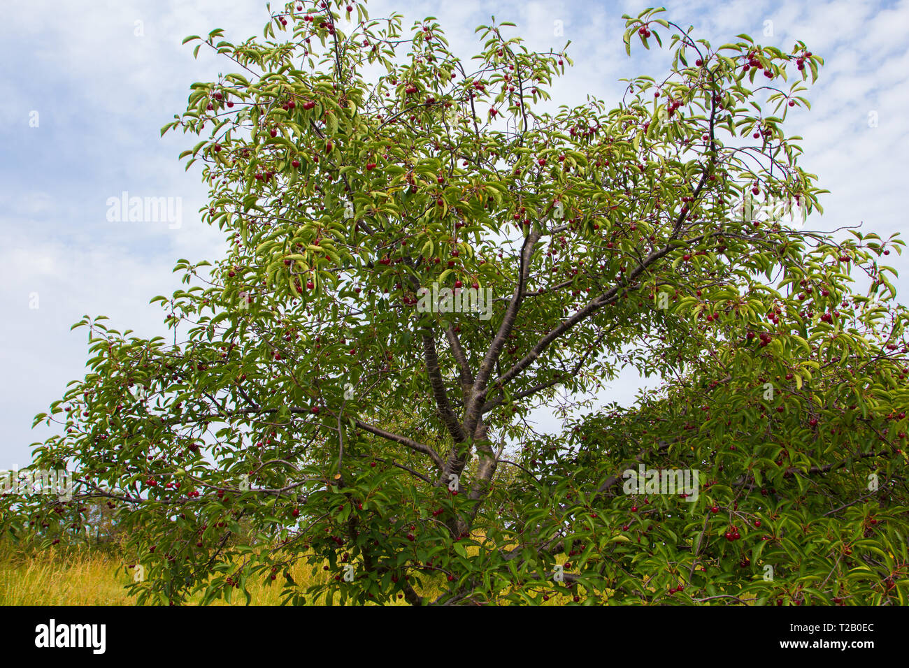Cherry Tree, Michigan Stock Photo Alamy