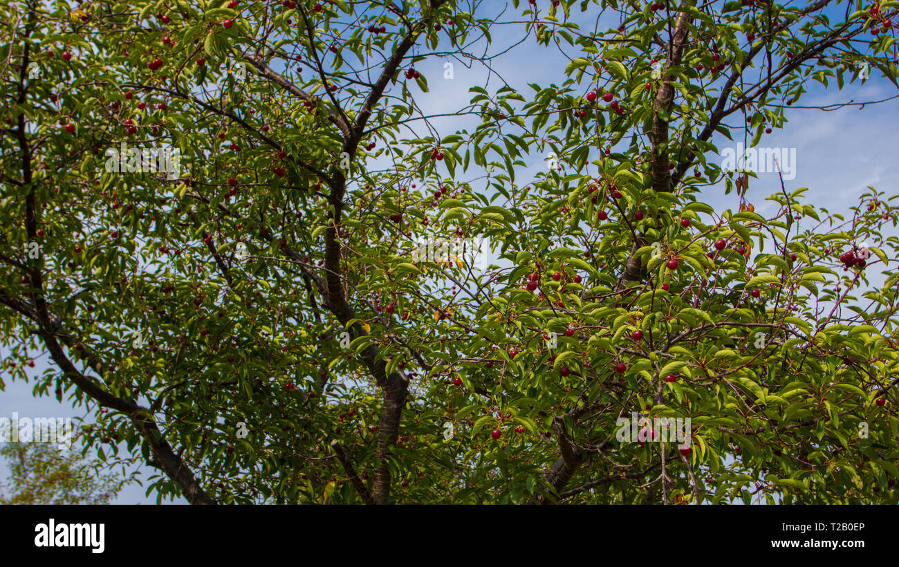 Cherry Tree, Michigan Stock Photo Alamy