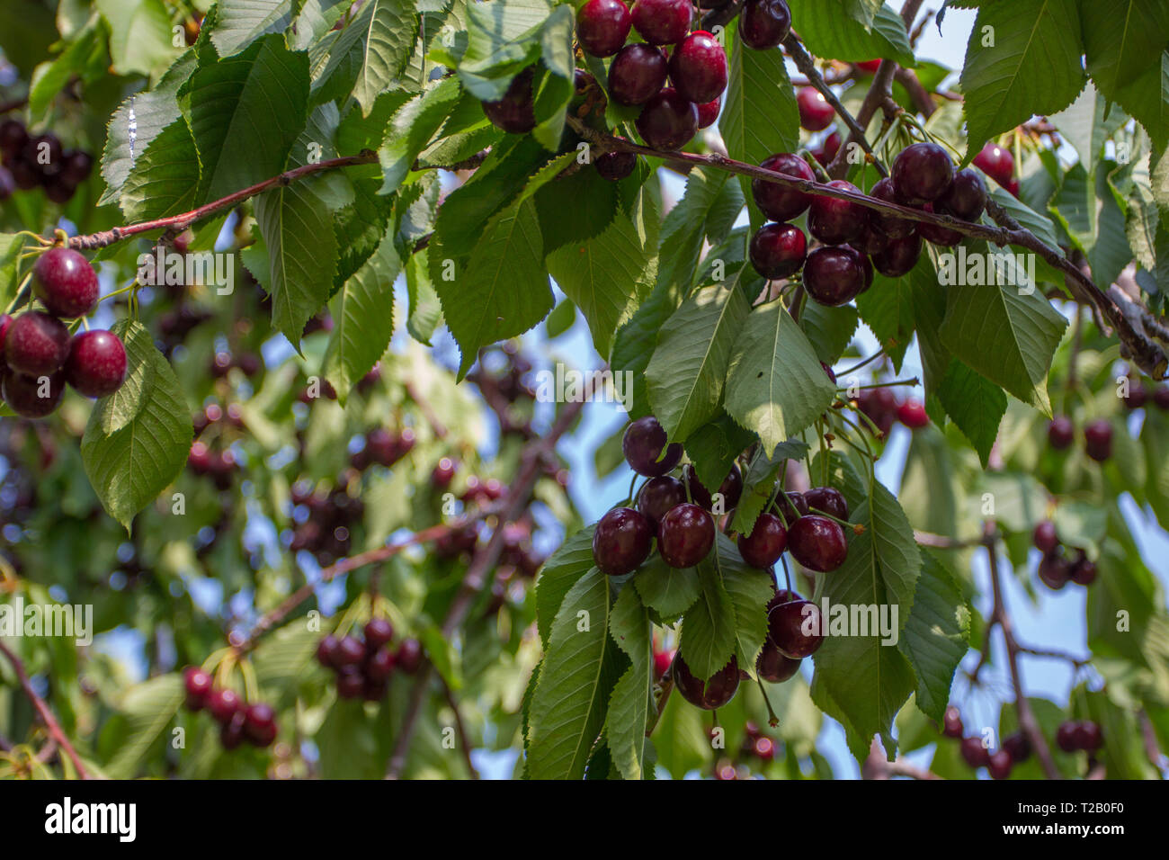 Cherry orchard michigan hires stock photography and images Alamy