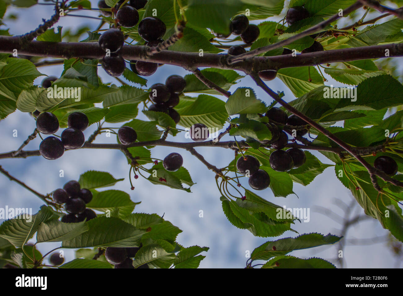 Cherry Tree, Michigan Stock Photo Alamy