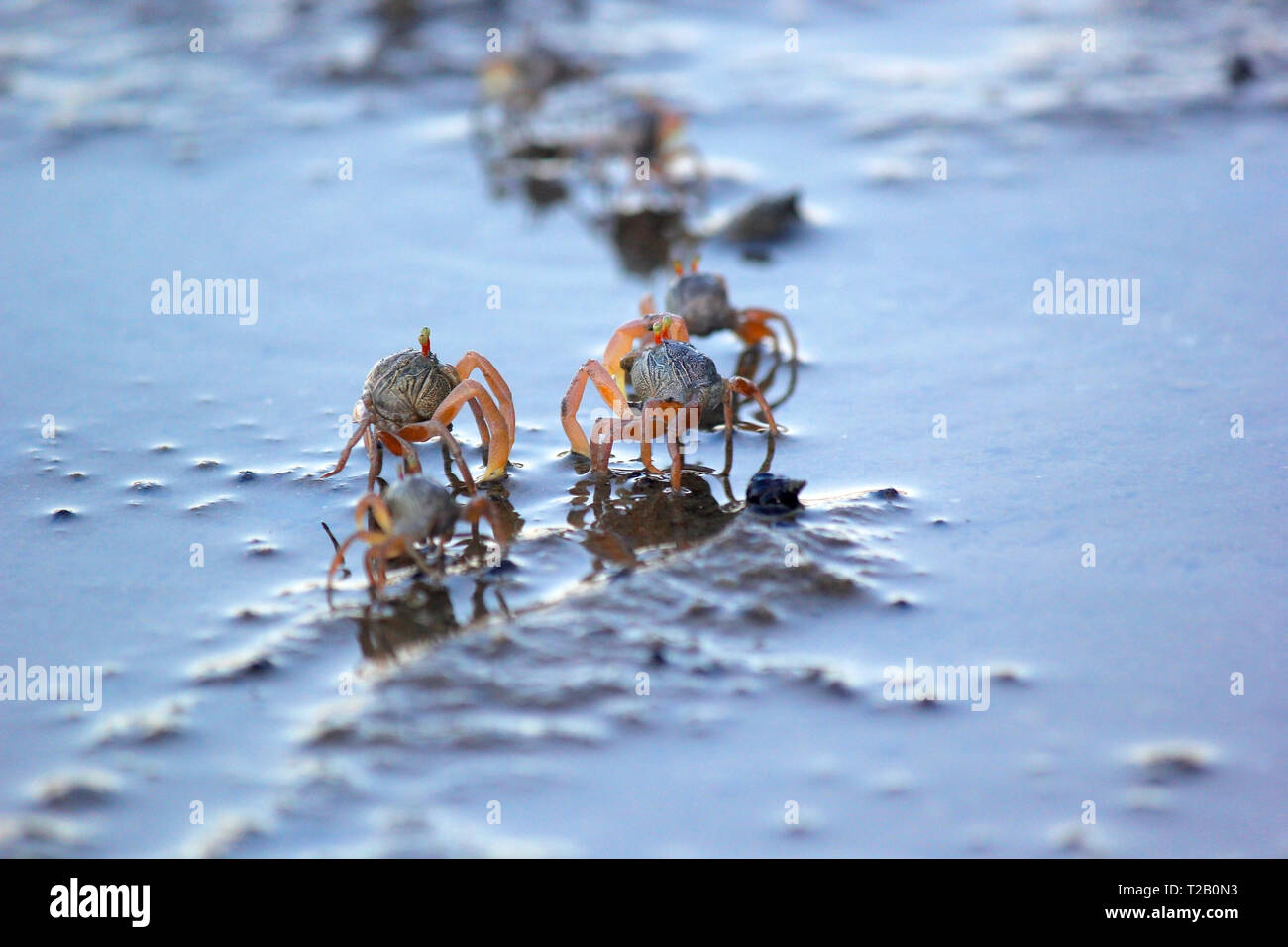 closeup of small ghost crab on the beach sand Stock Photo - Alamy