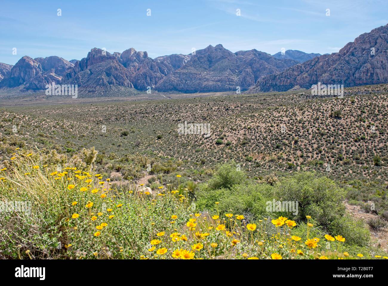 Sprawling Desert with wild flowers and a Mountain View in Red Rock Canyon Nature Conservancy Stock Photo