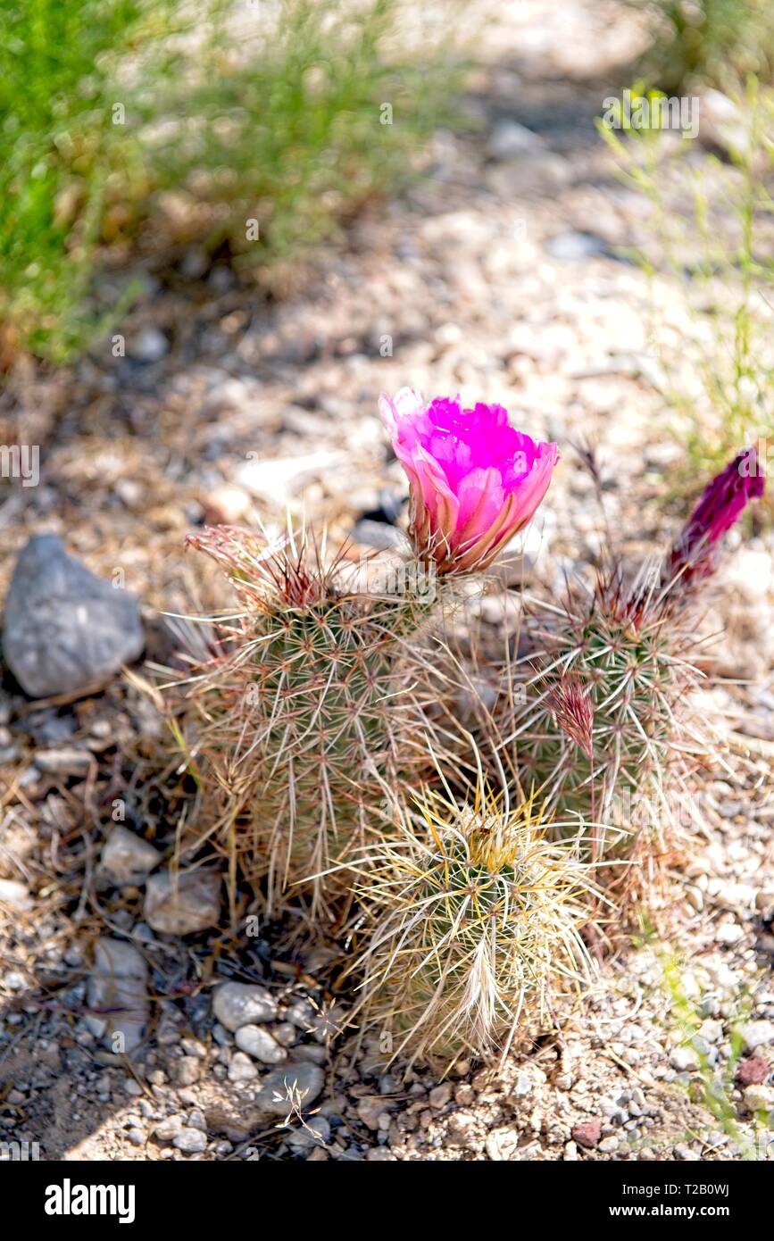 Pink blooming cactus flower in the desert Stock Photo