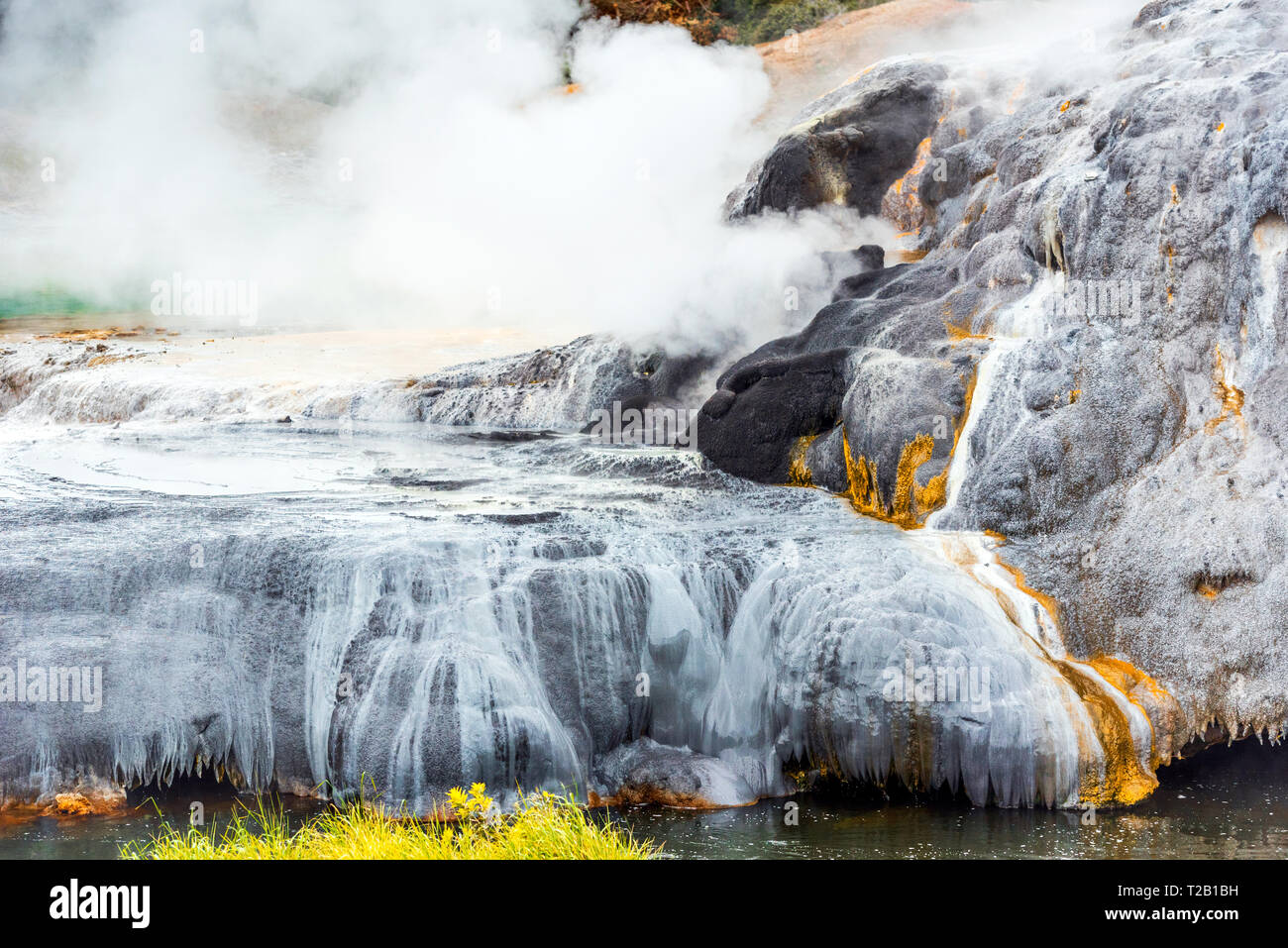 Hot Springs in Te Puia, Rotorua in New Zealand on the North Island Stock Photo Alamy