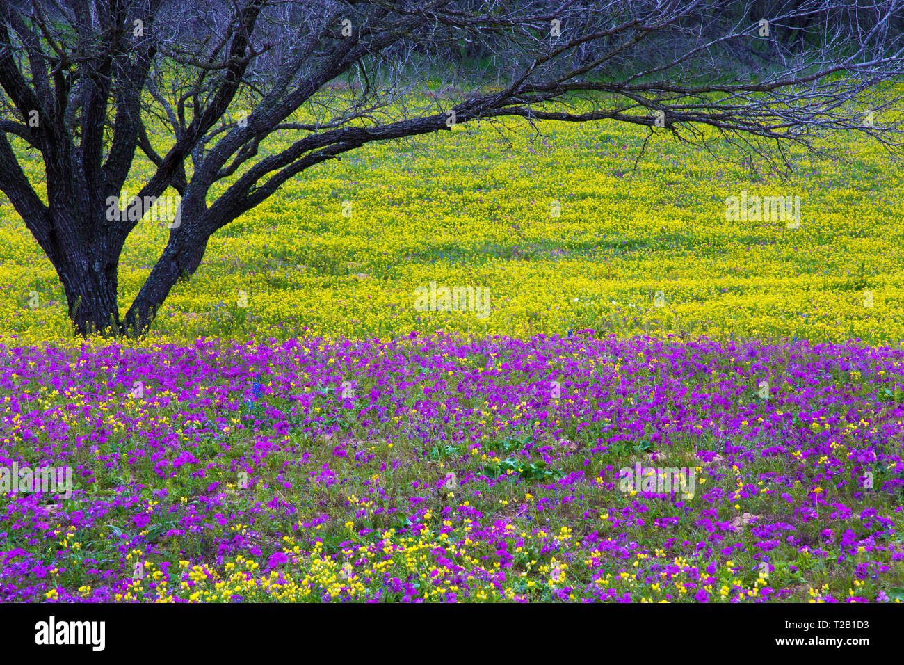 Texas Hill Country in Colorful Spring Bloom Stock Photo