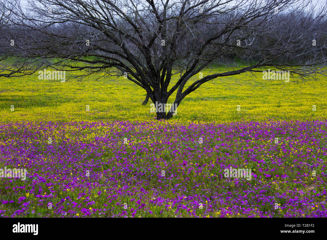 Texas Hill Country in Colorful Spring Bloom Stock Photo
