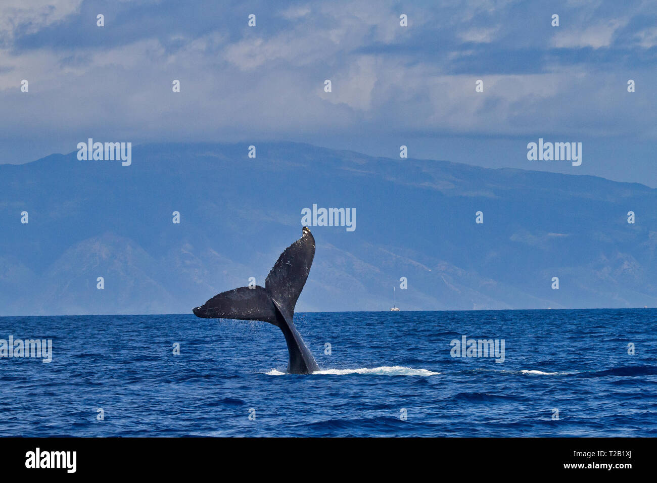Humpback Whale Tail seen on a whale watch near Lahaina on Maui Stock ...