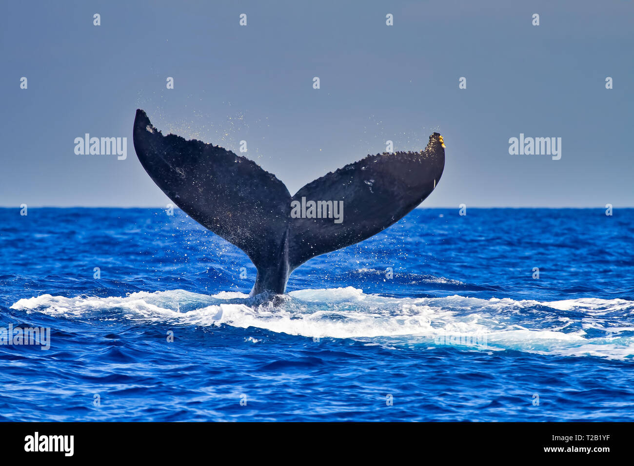 Above water whale wildlife hi-res stock photography and images - Alamy