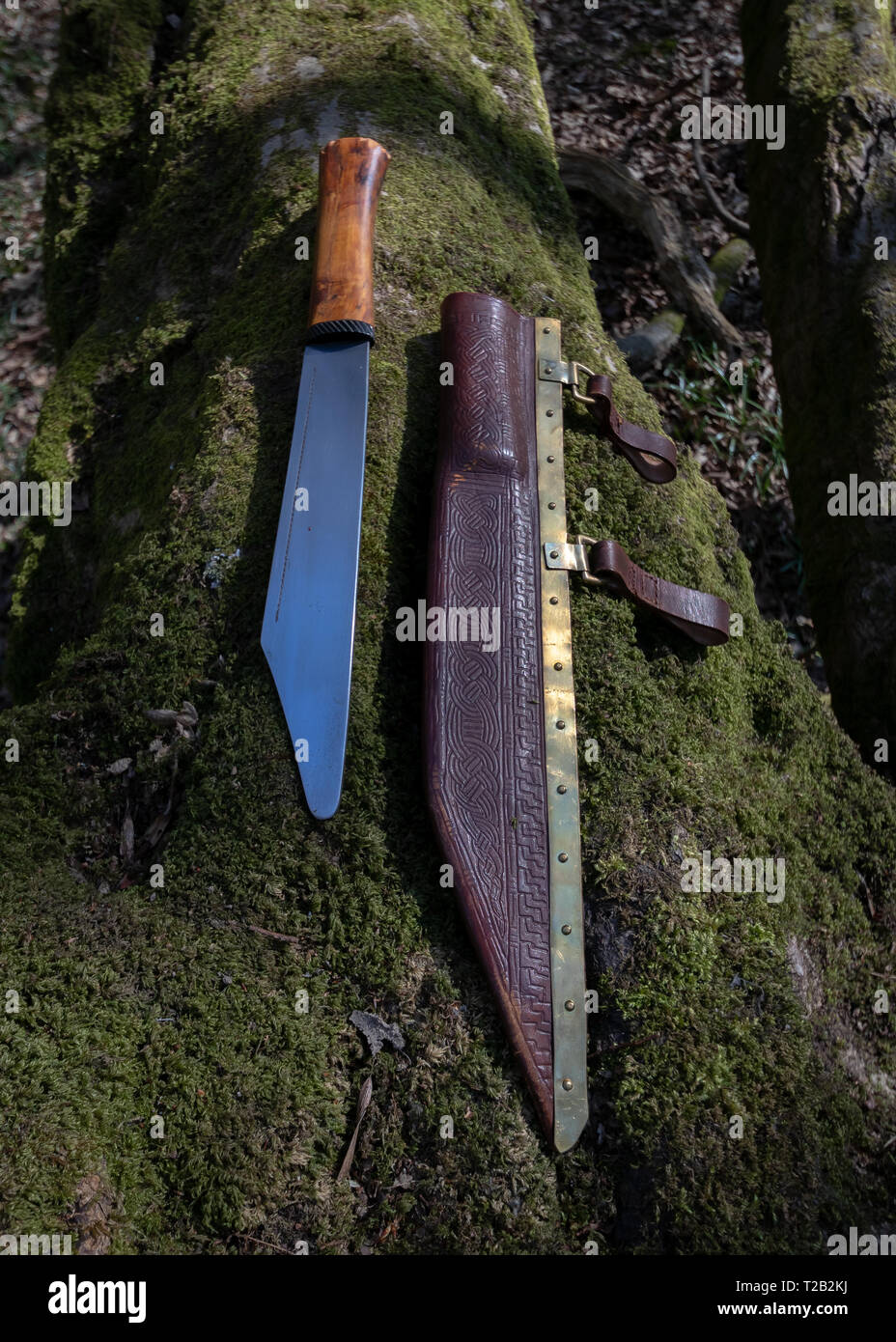 Replica blunt Saxon seax knife and sheath on mossy branch of tree Stock