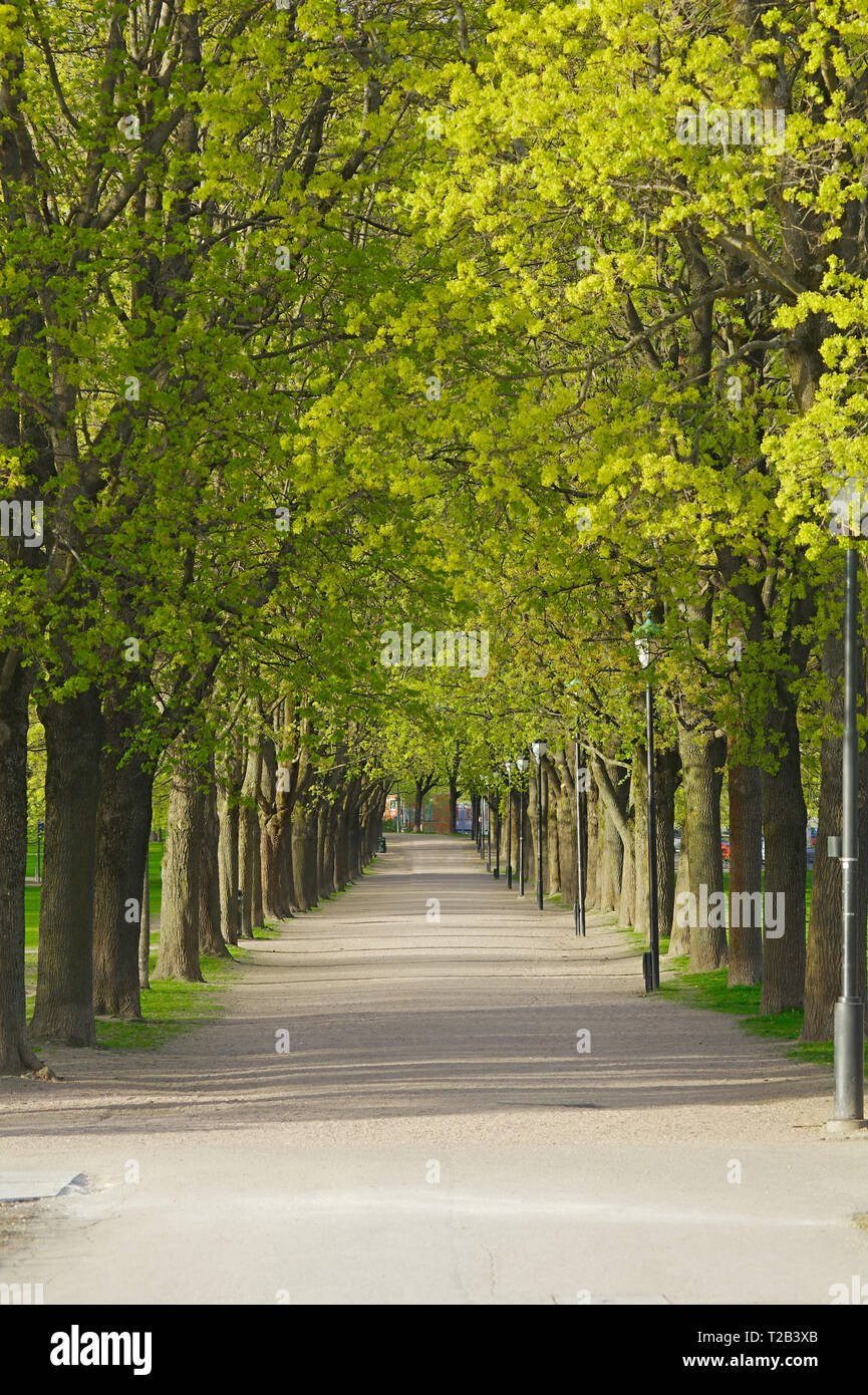 PArk with line of trees Stock Photo