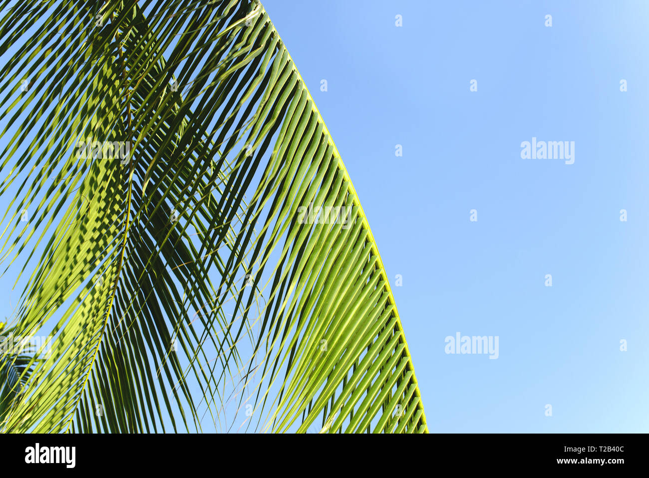 Coconut palm tree leaves with blue sky, tropical palms at sunny summer day. Free copy space. Stock Photo