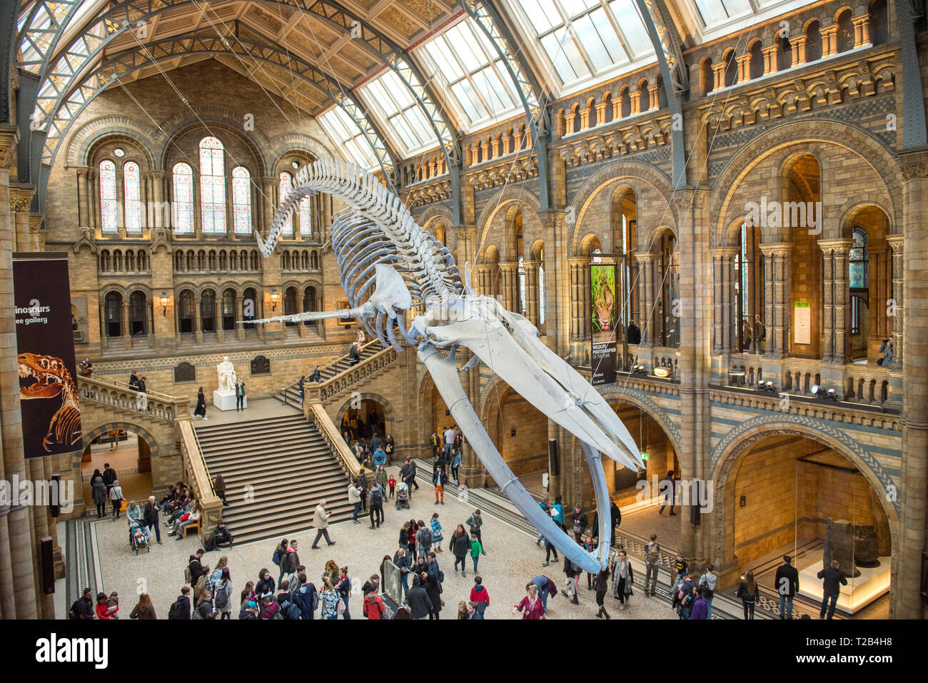 LONDON, UK - MARCH 22, 2019: Giant skeleton of a blue whale hanging in ...