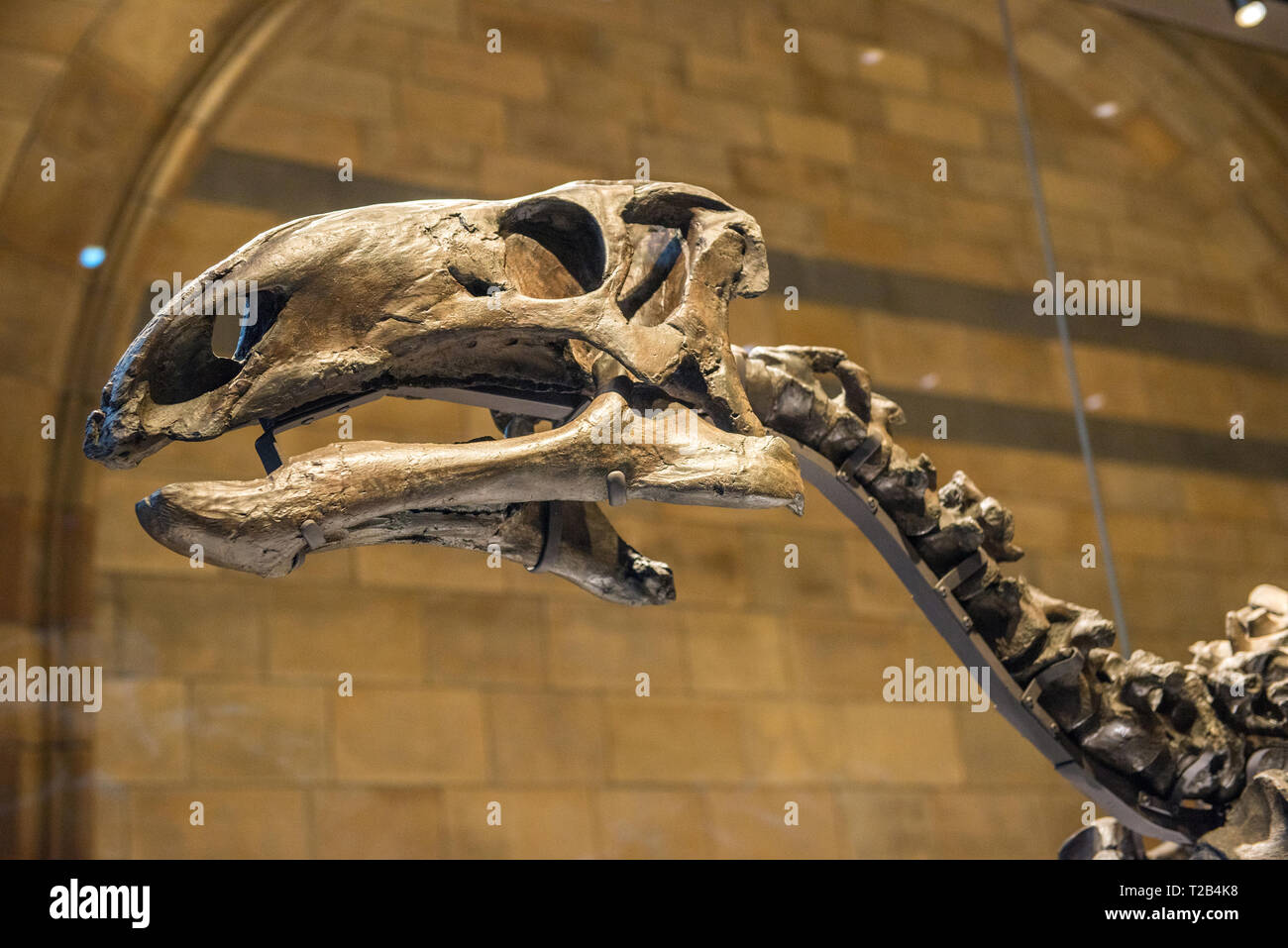 LONDON, UK - MARCH 22, 2019: Dinosaur (Mantellisaurus) exhibited in Natural History Museum is one of the most complete skeletons ever found in England Stock Photo