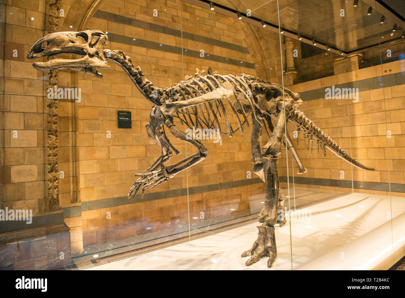 LONDON, UK - MARCH 22, 2019: Dinosaur (Mantellisaurus) exhibited in Natural History Museum is one of the most complete skeletons ever found in England Stock Photo