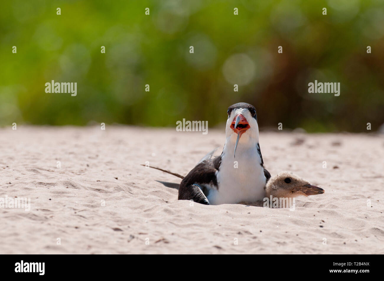 black skimmer (Rhynchops niger) on nest with young in the Pantanal Brazil Stock Photo