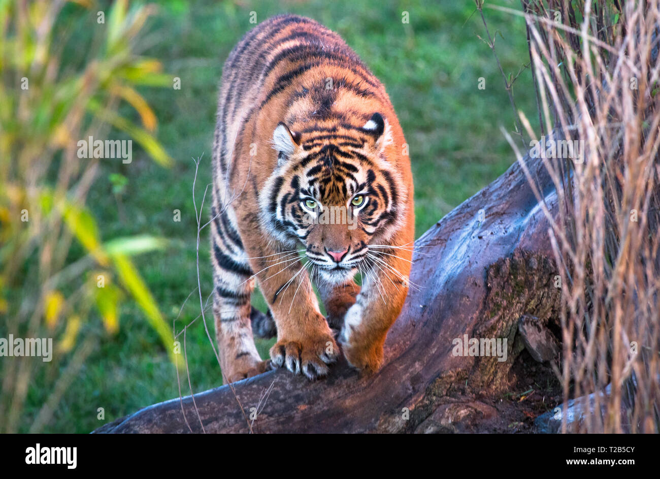 Tiger walking towards camera hi-res stock photography and images - Alamy