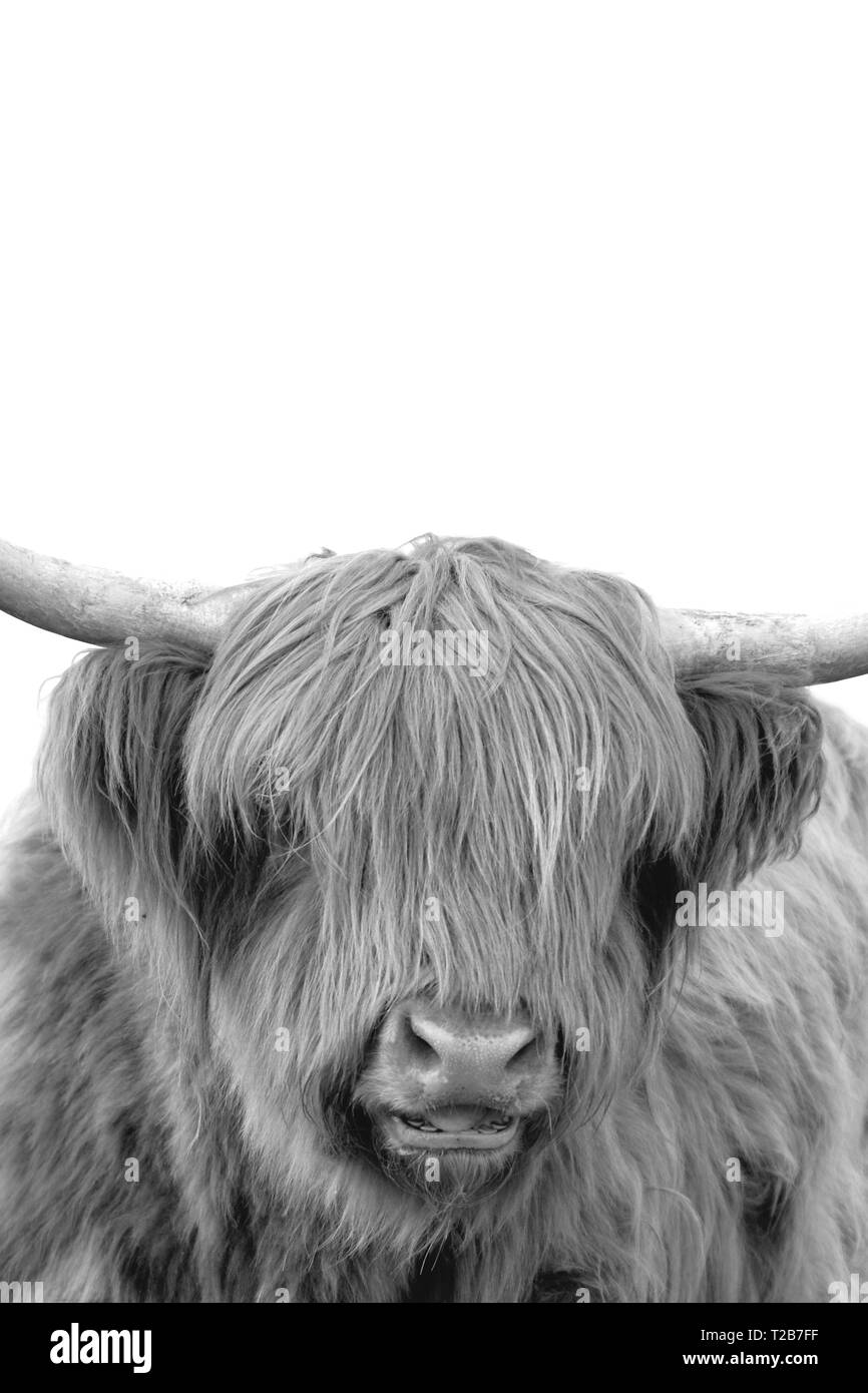 Black and white upright portrait of a beautiful Scottish highland cattle cow Stock Photo
