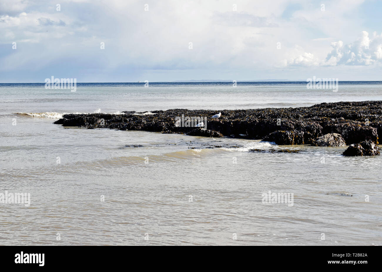 sea weed covering the rocks in the blue sea Stock Photo
