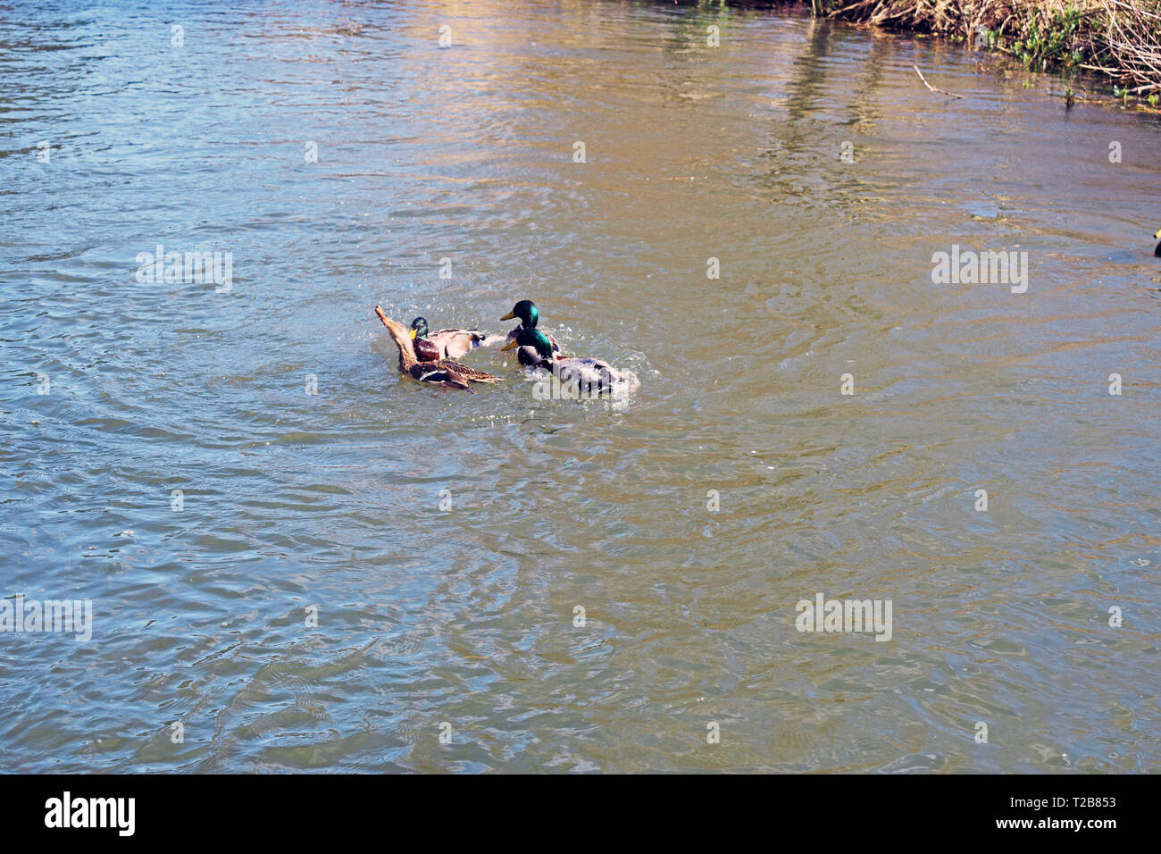 river scene two mallard ducks in the river Stock Photo