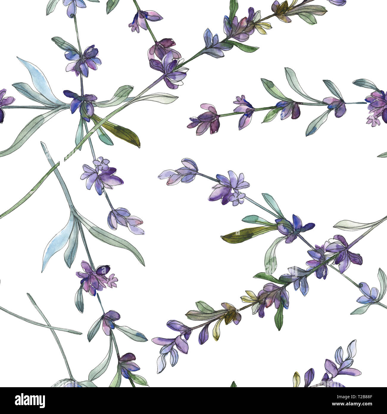 Purple lavender floral botanical flower. Watercolor background ...