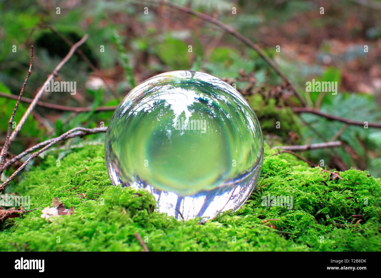 A glass sphere rests on a bed of moss and reflects the forest scene ...