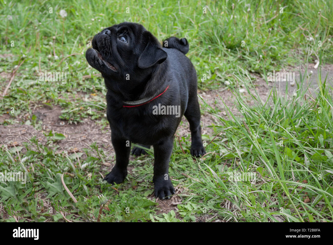 Black chinese pug puppy is standing on a spring meadow. Dutch mastiff or  mops. Pet animals. Purebred dog Stock Photo - Alamy